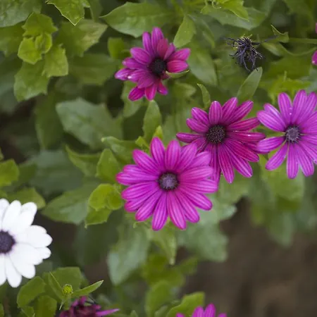 Aloha With Pool * 斯科普里