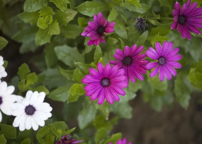 Aloha With Pool * Skopje